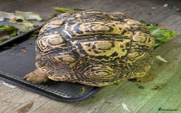 Tortoise reptiles for sale: Breeding pr leopard tortoises. 24 yrs old. Gravid - Image 7