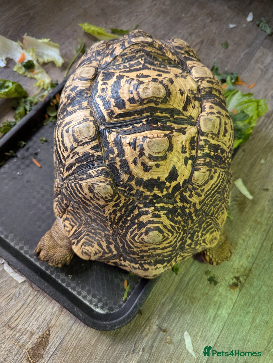 Tortoise reptiles for sale: Breeding pr leopard tortoises. 24 yrs old. Gravid - Image 7