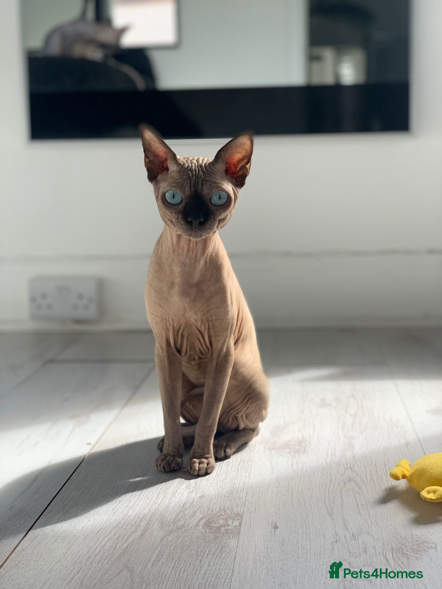 Sphynx cats Gorgeous 5 years old boy Tica registered - Advert 3