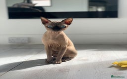 Sphynx cats for sale: Gorgeous 5 years old boy Tica registered - Image 1