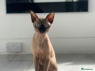 Sphynx cats - Advert 1