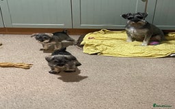 Miniature Schnauzer dogs for sale: KC registered miniature schnauzer pups for sale  - Image 3