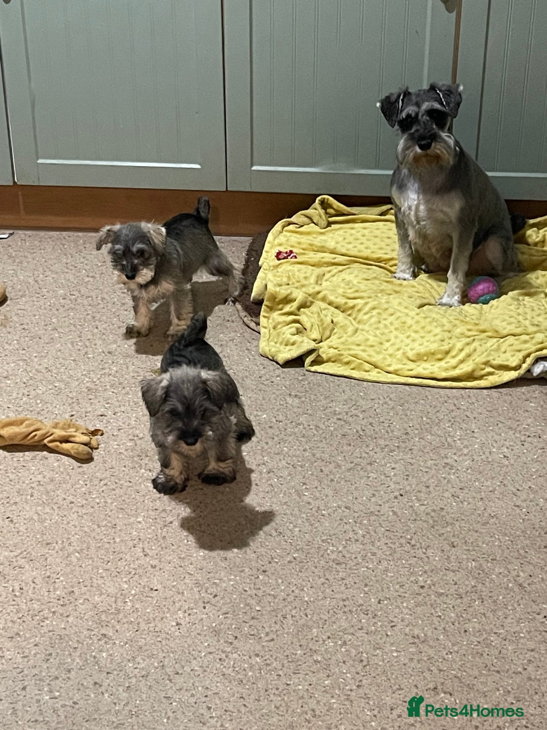 Miniature Schnauzer dogs for sale: KC registered miniature schnauzer pups for sale  - Image 3