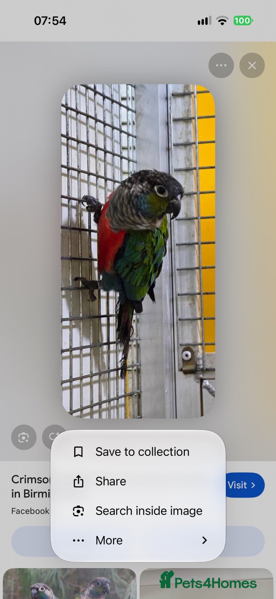 Conures birds for sale: Crimson-bellied Conure - Advert 2