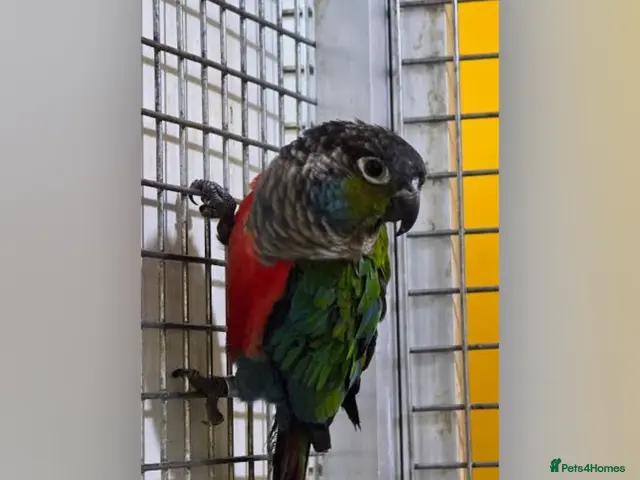 Conures birds for sale: Crimson-bellied Conure - Advert 2