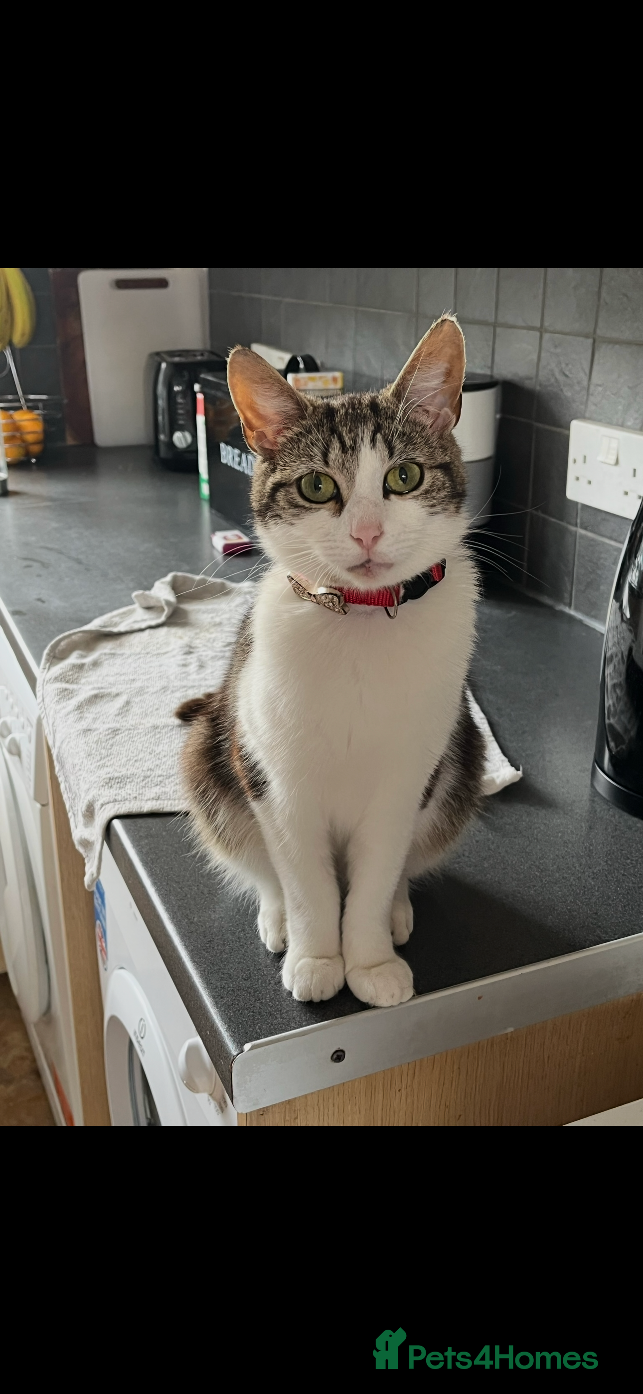 Mixed Breed cats Female Tabby Cat  - Advert 1