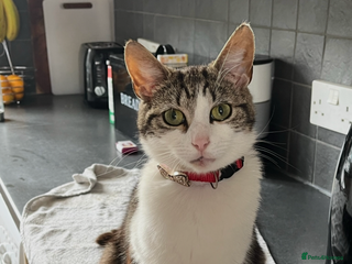 Mixed Breed cats Female Tabby Cat - Advert 5