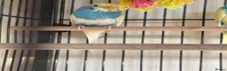 Budgerigars birds for sale: Budgies in Tipton - Advert 6