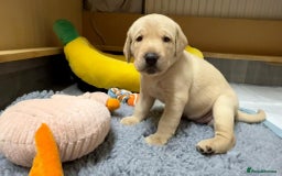 Labrador Retriever dogs for sale: Beautiful KC Labrador Pups - 2 x Yellow Girls  - Image 2