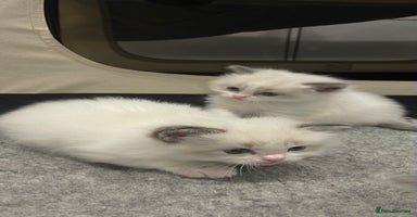 Ragdoll cats Pure Breed bi colour blue Ragdoll Kittens - Advert 14