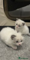 Ragdoll cats Pure Breed bi colour blue Ragdoll Kittens - Advert 14