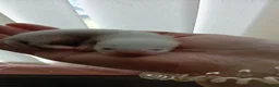 Ferret rodents for sale: Baby ferrets ***NOW RESERVED*** - Advert 7
