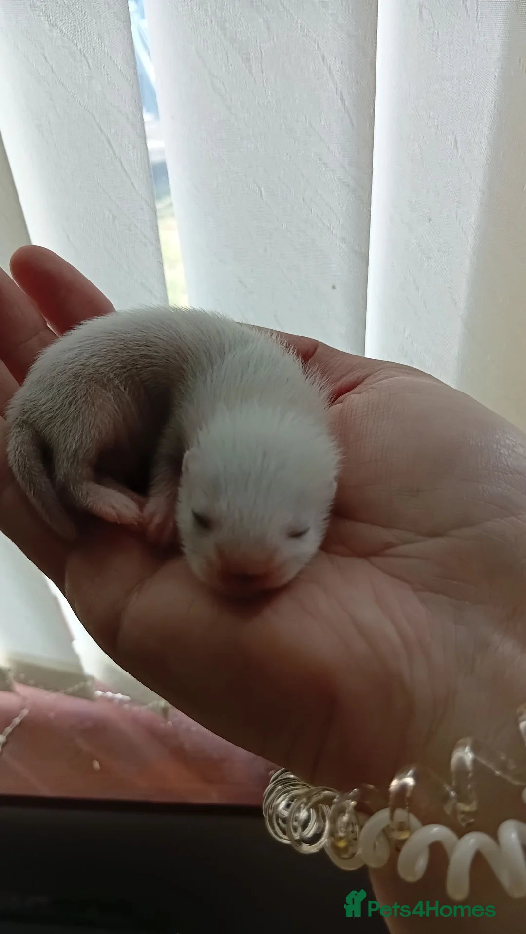 Ferret rodents for sale: Baby ferrets ***NOW RESERVED*** - Advert 7