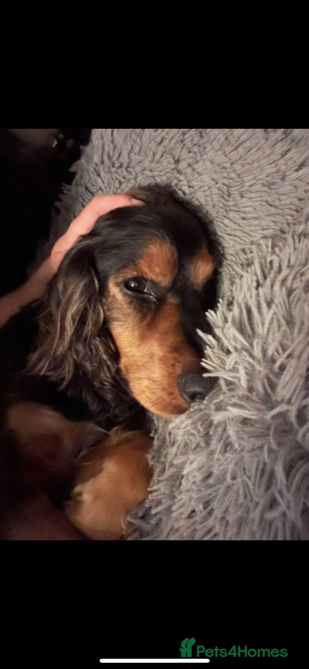 Cocker Spaniel dogs for sale: Rocky - 4.5 year old cocker spaniel - Image 5