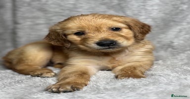 Golden Retriever dogs Beautiful chunkygolden’s READY TO LEAVE NEXT WEEK  - Advert 6