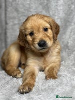 Golden Retriever dogs Beautiful chunkygolden’s READY TO LEAVE NEXT WEEK - Advert 3
