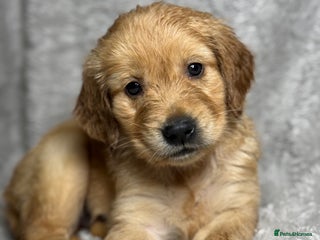 Golden Retriever dogs Beautiful chunky golden retriever’s - Advert 2