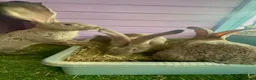 Continental Giant rabbits for sale: 5 giant continental bucks  - Advert 15