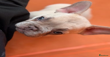 French Bulldog dogs - Advert 4