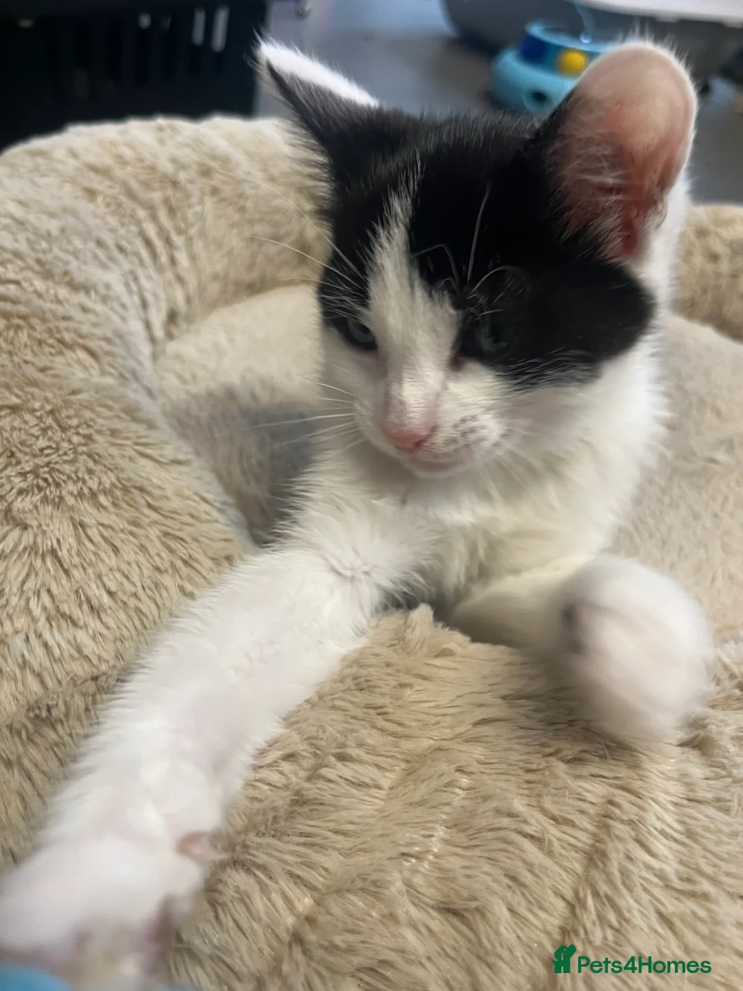 Mixed Breed cats for sale: Stunning 11 week old Tuxedo Male Kitten - Advert 7