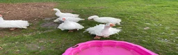 Geese poultry for sale: 2 Male Sebastapol geese  - Advert 3