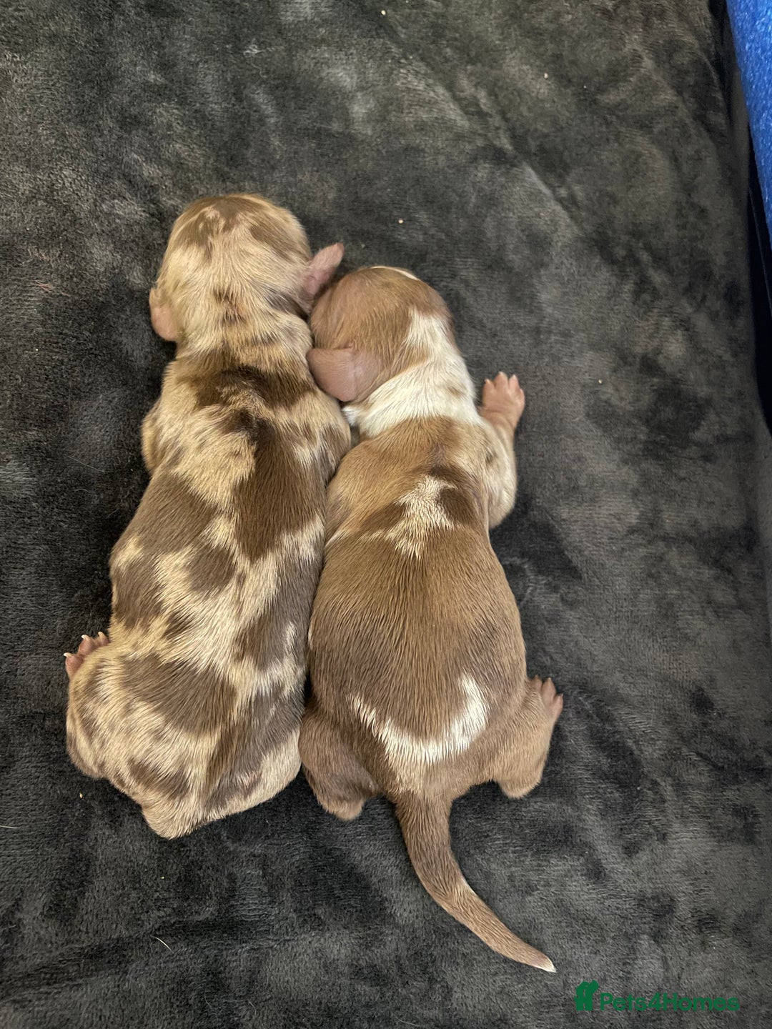 Miniature Dachshund dogs for sale: Miniature Dachshund Long Haired Puppies  - Advert 12