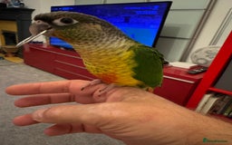 Conures birds for sale: 3 tamed beautiful baby conures - £250 each - Image 5