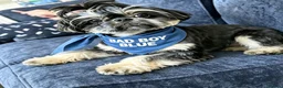 Shih Tzu dogs for stud: 💙BAD BOY BLUE💙 For stud - Advert 2