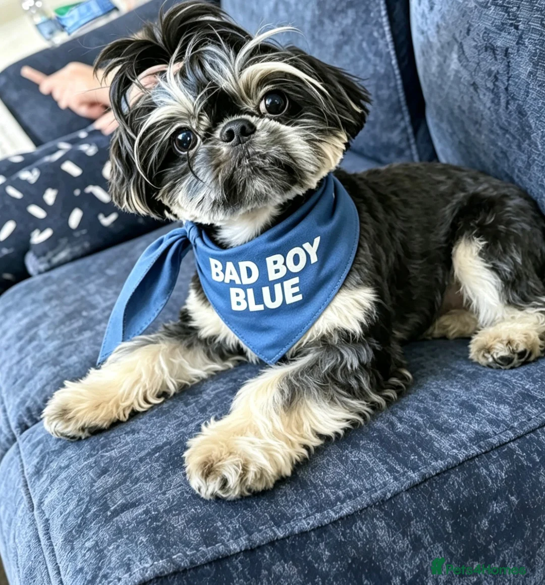 Shih Tzu dogs for stud: 💙BAD BOY BLUE💙 For stud - Advert 2