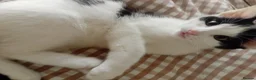 Mixed Breed cats for sale: Cute piebald kittens  - Advert 25