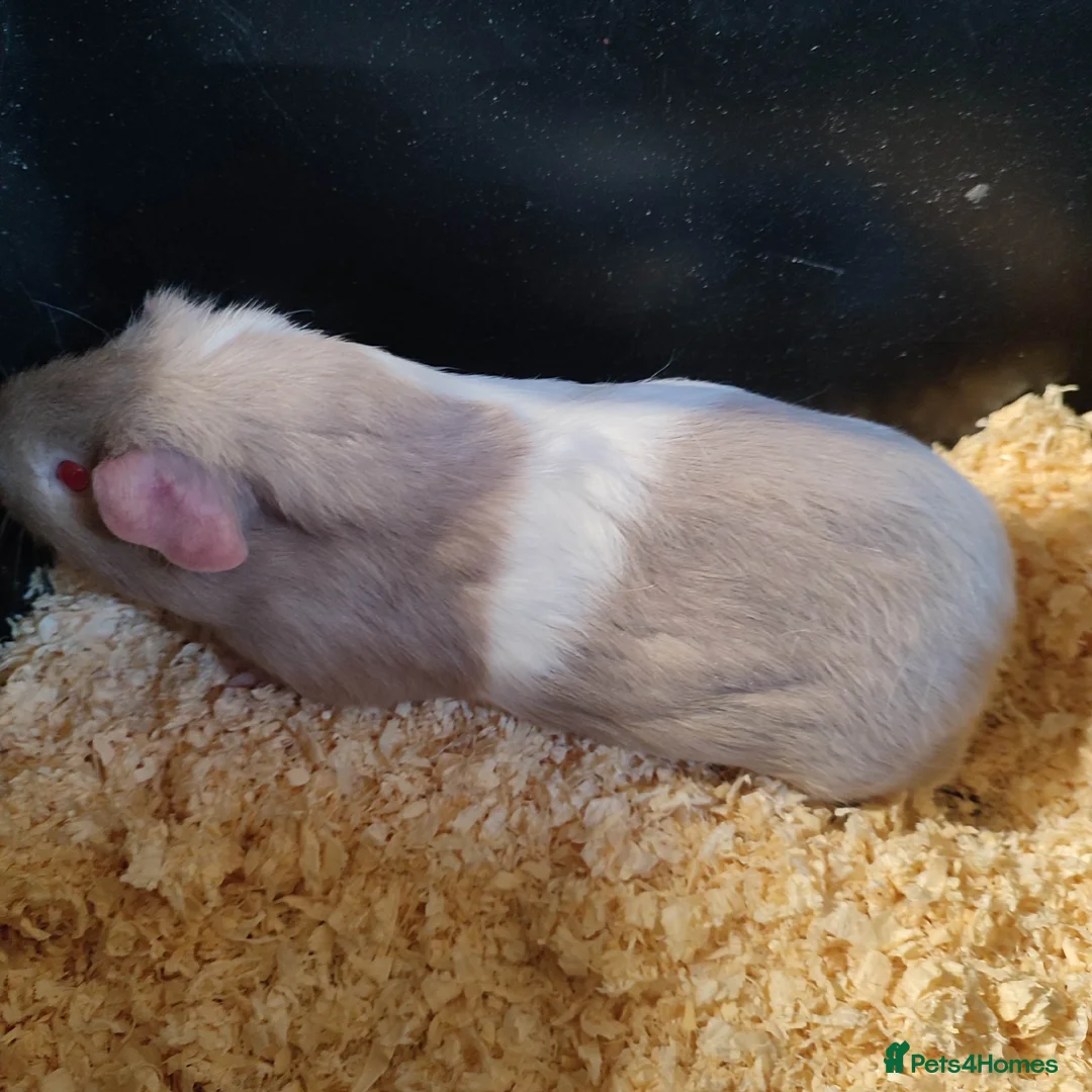 Guinea Pig rodents for sale: Guinea pigs for sale  - Advert 19