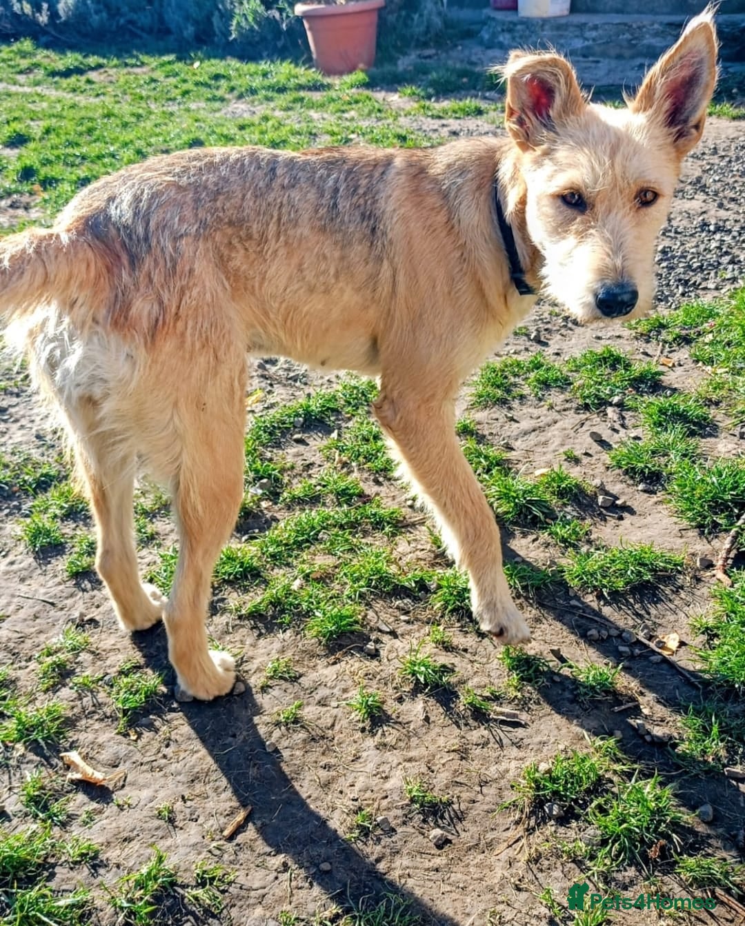 Mixed Breed dogs for adoption: 💖🐶 LUCHIA 🐶💖 - Advert 6