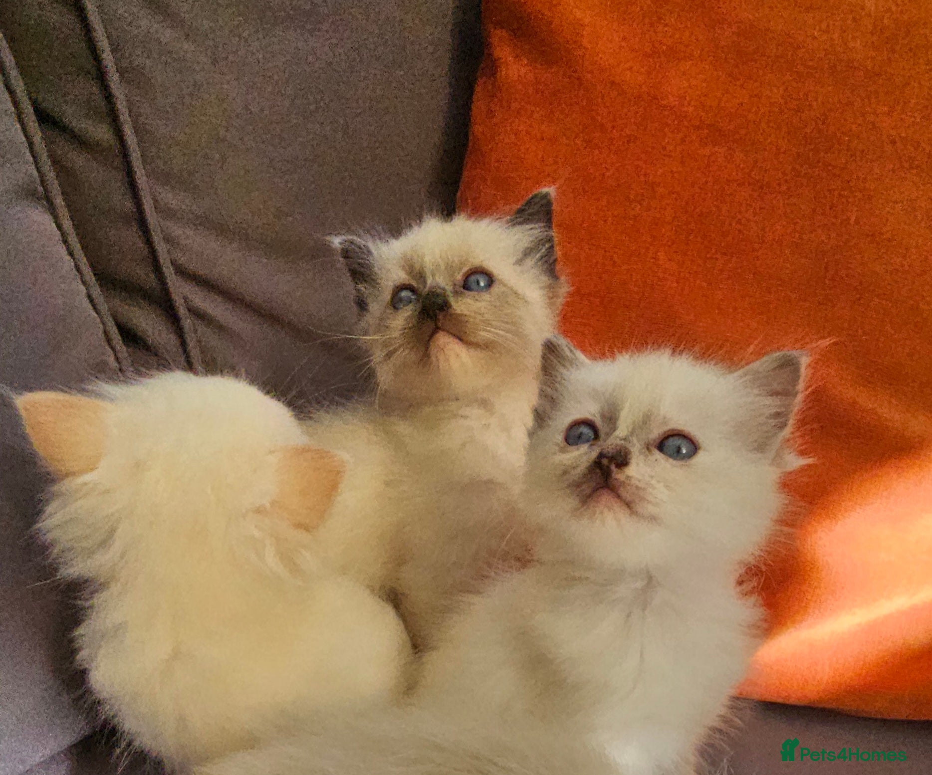 Ragdoll cats ragdoll kittens for  sale  - Advert 17