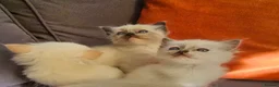 Ragdoll cats for sale: ragdoll kittens for  sale  - Advert 13