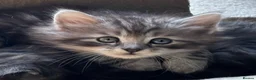 Ragdoll cats for sale: Kittens for sale - Advert 14