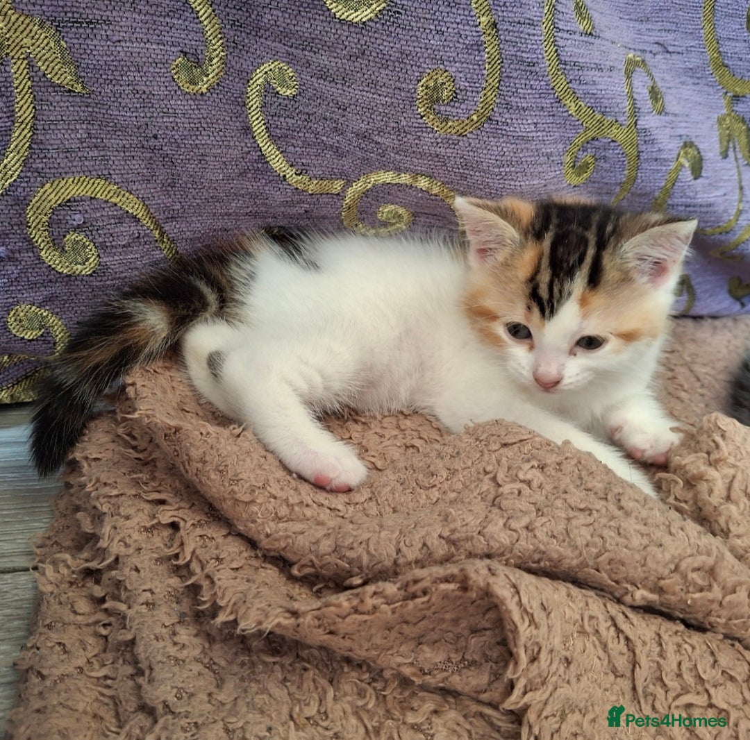 Mixed Breed cats for sale: 3 Adorable Fluffy Kittens - Image 17