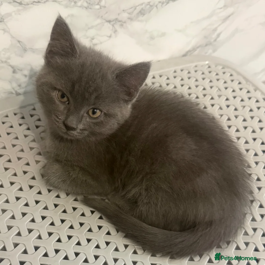 Mixed Breed cats for sale: Gorgeous female grey kitten - Advert 2