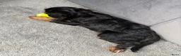 Cavalier King Charles Spaniel dogs for sale: 💙💙LAST BOY PUP💙💙 – Beautiful Cavalier 🐶 ❤️ - Advert 7