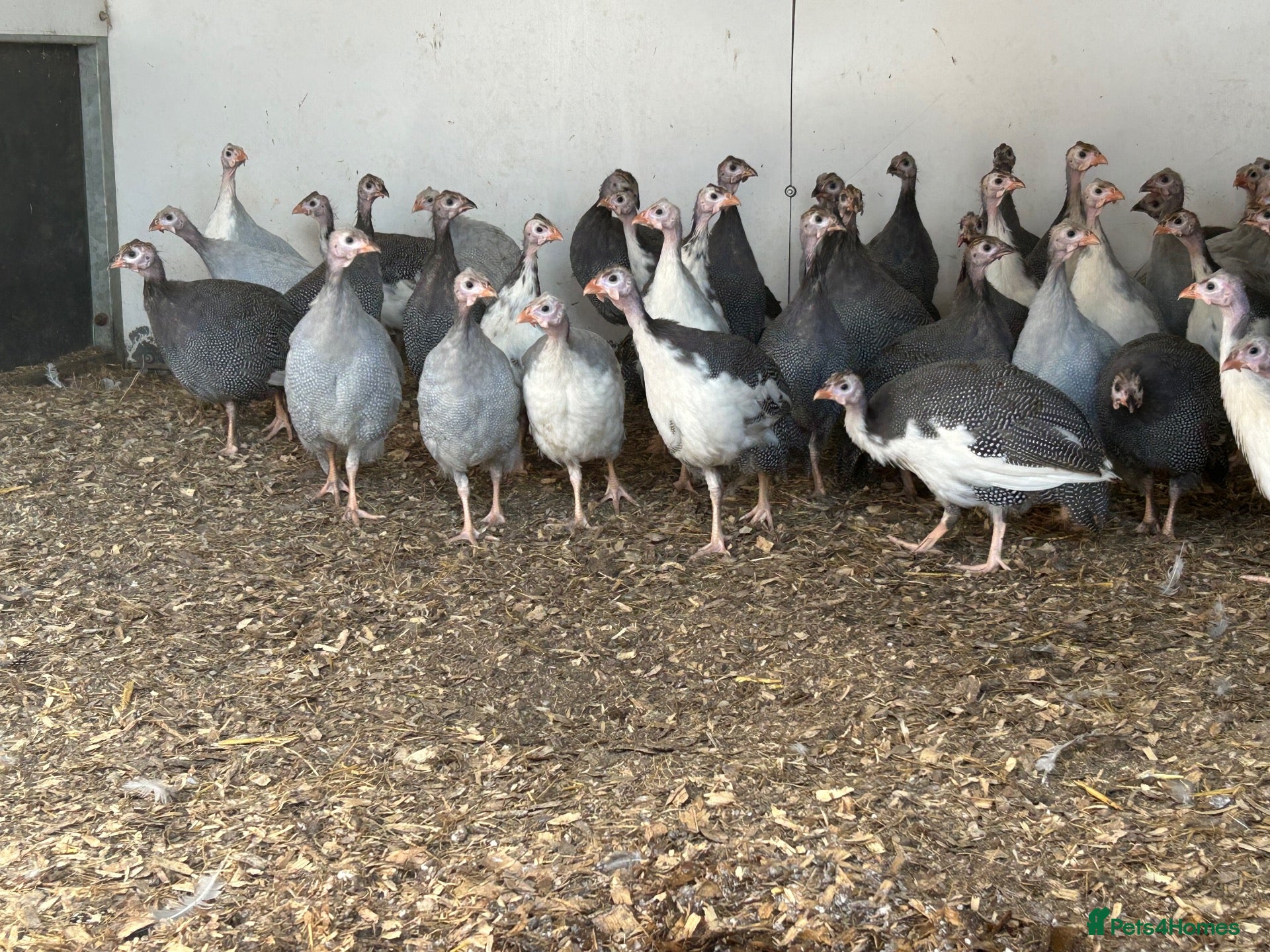 Guinea Fowl poultry Guinea fowl keets for sale  - Advert 3