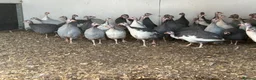 Guinea Fowl poultry for sale: Guinea fowl keets for sale  - Advert 1