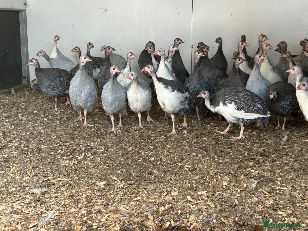 Guinea Fowl poultry for sale: Guinea fowl keets for sale  - Advert 1