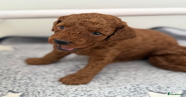 Toy Poodle dogs - Advert 8