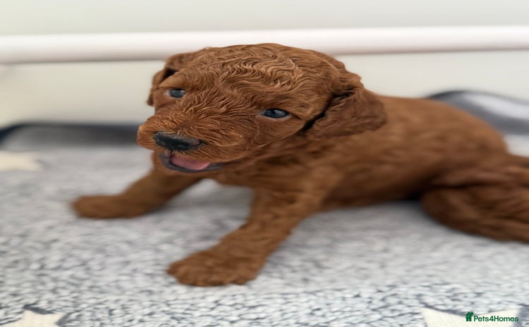 Toy Poodle dogs - Advert 4