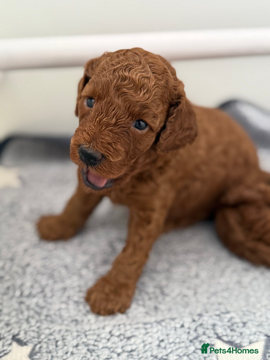 Toy Poodle dogs for sale: 6 Exquisite Red Toy Poodles. Parents DNA Clear - Image 3