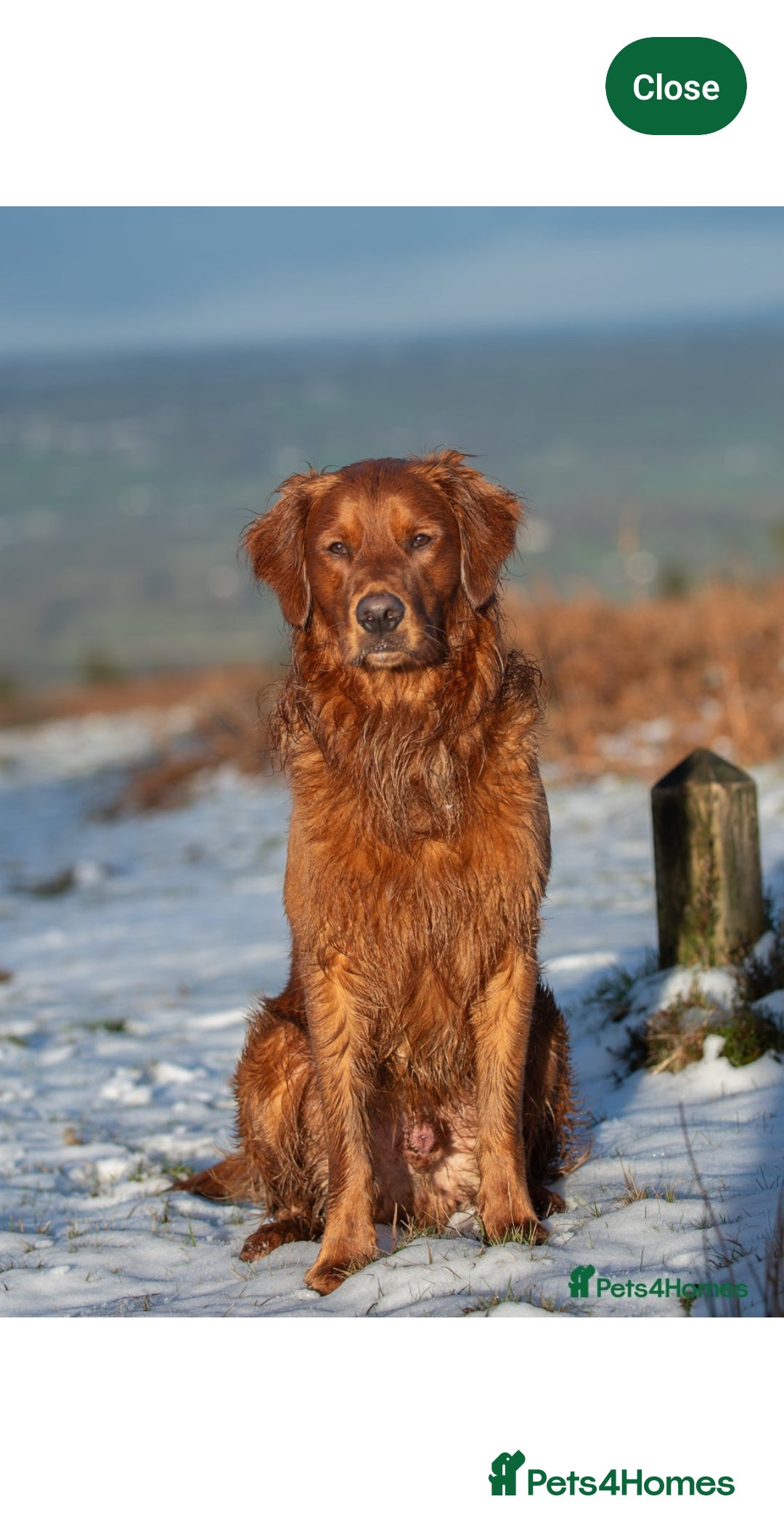 Goldendoodle dogs for sale: Fully Health Tested F1 Goldendoodles - Advert 28