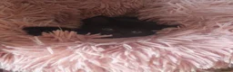 Mixed Breed cats for sale: Stroudies Ruby, Ivy, Dilly, Dave n Norman need ya - Advert 12