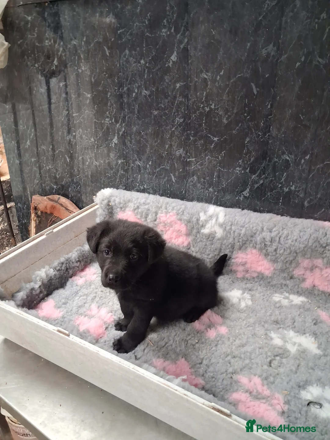 Sheprador dogs for sale: Beautiful German Shepherd cross Labrador pup in Neath - Advert 1