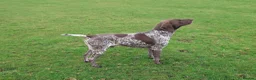 German Shorthaired Pointer dogs for stud: German Short Haired Pointer STUD - Advert 4