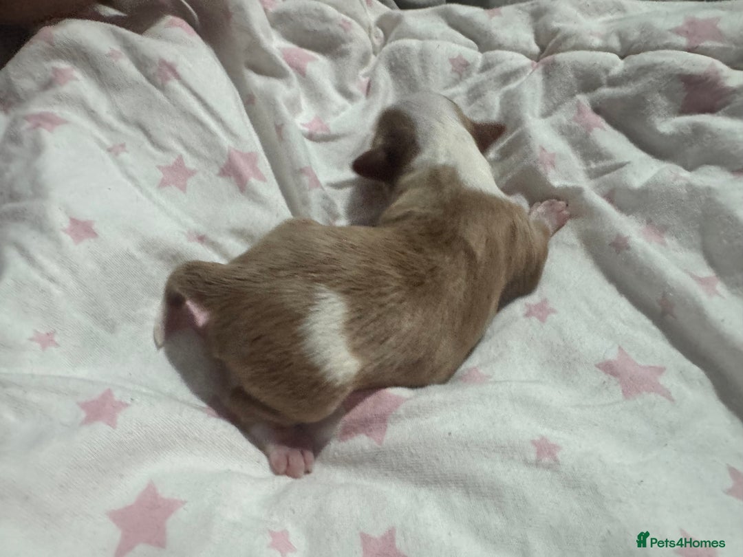 Chipoo dogs for sale: READY TO LEAVE THIS WEEK! Chipoo puppies - Advert 25