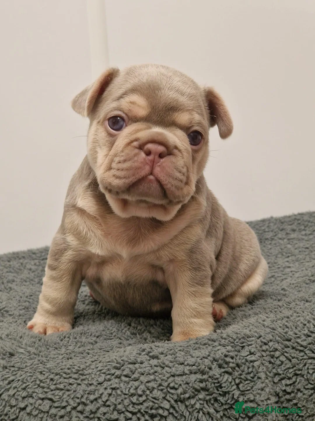 French Bulldog dogs for stud: ISABELLA NEWSHADE AND TAN CREAM CARRIER STUD in Boston - Advert 8